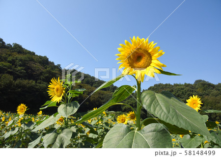 ひまわり 58148499