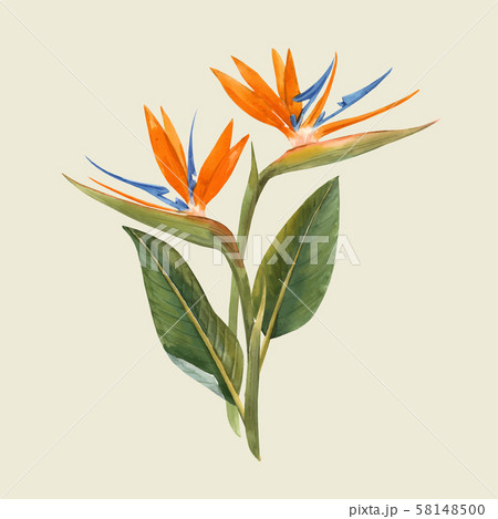 Watercolor strelitzia flowers vector illustration 58148500