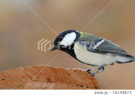シジュウカラ 野鳥 クローズアップ シジュウカラ 野鳥 クローズアップ 58148873