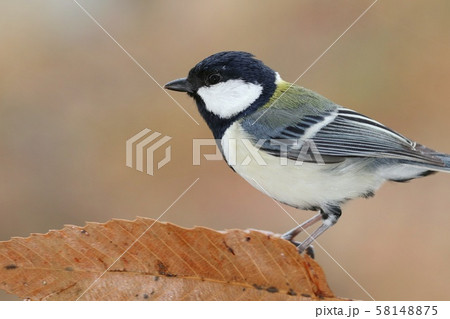 シジュウカラ 野鳥 クローズアップ シジュウカラ 野鳥 クローズアップ 58148875