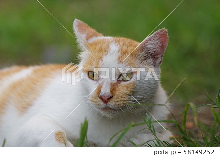 リラックスした猫 リラックスした猫 58149252