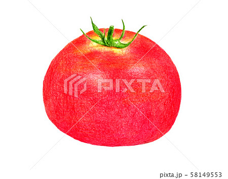 tomato vegetable hand drawn vector llustration realistic sketch Eco food  harvest Color image and black and white outline Vegetable isolated on  white background Cartoon simple flat style 19159727 Vector Art at Vecteezy