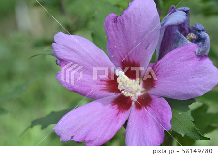 ムクゲ(紫細弁) ムクゲ(紫細弁) 58149780
