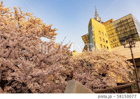 富山市役所と満開の桜 富山市役所と満開の桜 58150077