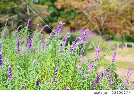 サルビア　レウカンサの花 58150177