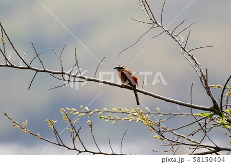 ホオジロ 58150404