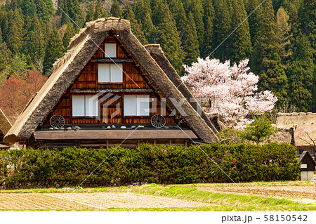 岐阜・桜満開の白川郷 岐阜・桜満開の白川郷 58150542