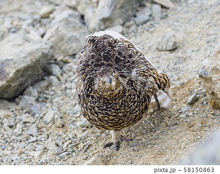 伸びをするライチョウ雌 伸びをするライチョウ雌 58150863