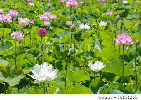 蓮の花 蓮の花 58151265