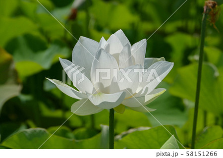 白色の蓮の花 白色の蓮の花 58151266