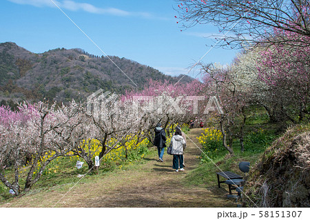 七折梅園 七折梅園 58151307