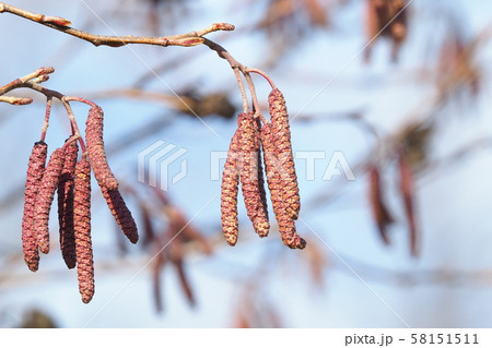 ハンノキの花序(雄花・雌花) ハンノキの花序(雄花・雌花) 58151511