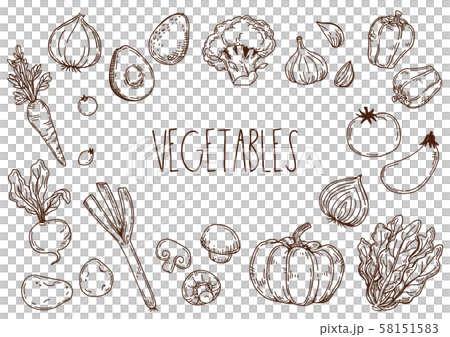 Vegetable hand drawn illustration 58151583