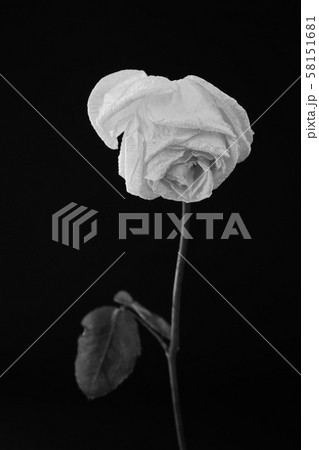 白　バラ　薔薇　ばら　一輪　黒バック　黒背景　マクロ　接写　枯れた　しおれた　白黒　モノクロ 58151681