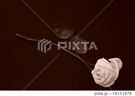 白 バラ 薔薇 ばら 一輪 黒バック 黒背景 マクロ 接写 枯れた しおれた セピアの写真素材