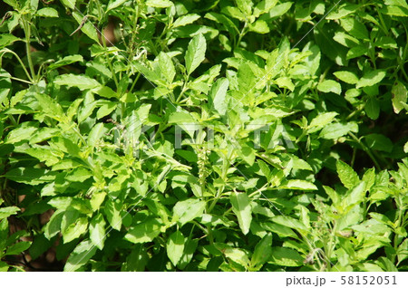 green krapoeng for cooking  58152051