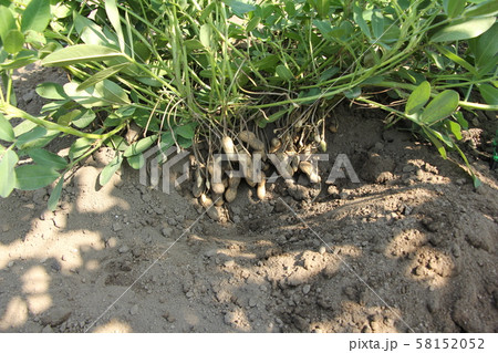 落花生の栽培 58152052