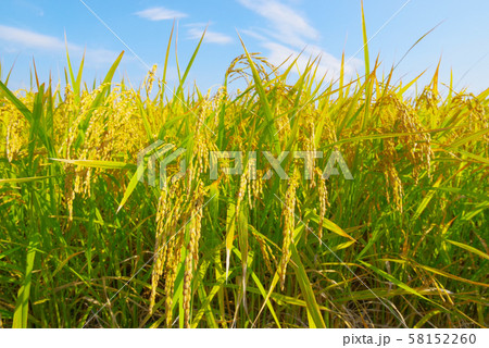 日本の風景「稲穂」 58152260