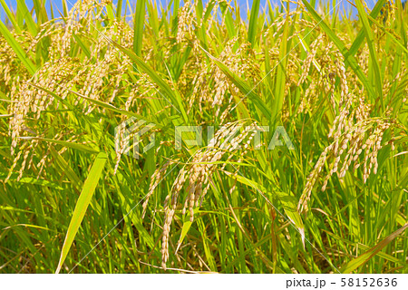 日本の風景「稲穂」 58152636