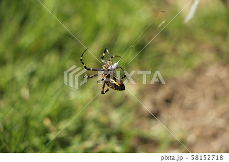 虫を捕獲したナガコガネグモ 虫を捕獲したナガコガネグモ 58152718