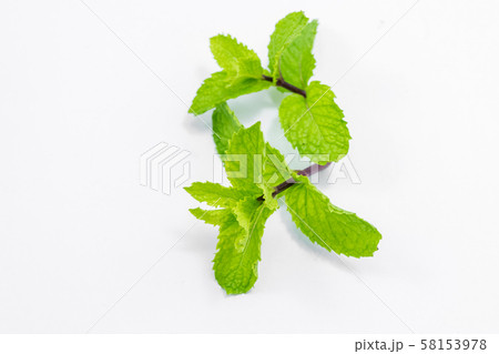 fresh peppermint on white fresh peppermint on white 58153978