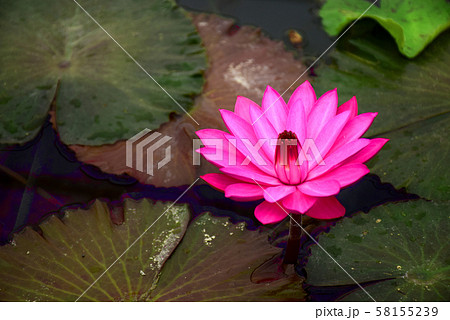 花 58155239