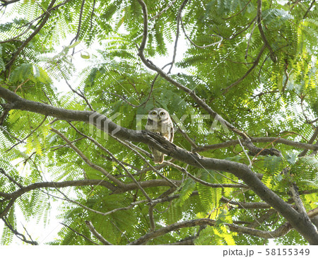 Young owl on green tree Young owl on green tree 58155349