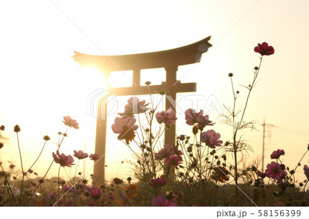 秋　コスモス　夕陽 58156399