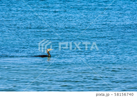 Double-crested Cormorant (Phalacrocorax Auritus) 58156740
