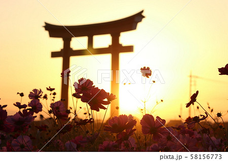 秋　花　コスモス　夕日 58156773