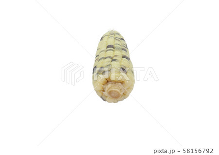 boiled corn ready to eat close up in isolated on boiled corn ready to eat close up in isolated on 58156792
