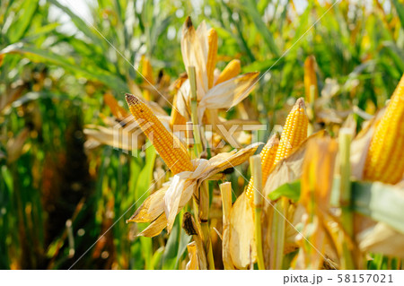 Printed yellow lot Corn cobs in the field 58157021