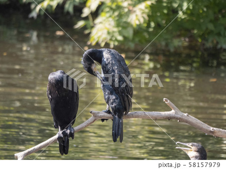 Phalacrocorax carbo great cormorant, standing on 58157979
