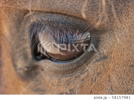 Close up of a big eye with brown horse eyelashes 58157981