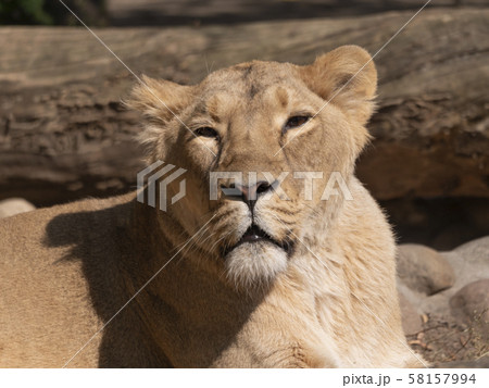 Portrait lioness basking in the warm sun after 58157994
