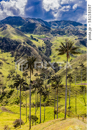 Bosque De Palma De Cera La Samaria San Felix Salamina Caldas Col 58158397