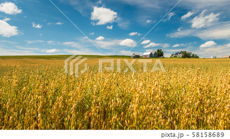 Fields of Gold 58158689