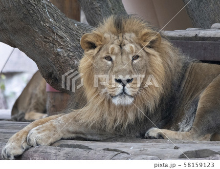 Portrait lion basking in the warm sun after dinner Portrait lion basking in the warm sun after dinner 58159123