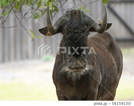 Sable antelopes a looking right at you 58159150