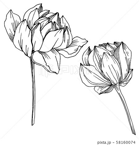 Vector Lotus floral botanical flower. Black and white engraved ink art. Isolated lotus illustration Vector Lotus floral botanical flower. Black and white engraved ink art. Isolated lotus illustration 58160074