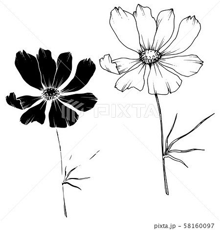 Vector Cosmos floral botanical flowers. Black and white engraved ink art. Isolated cosmea 58160097