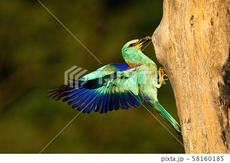 European roller landing with cockchafer in beak at sunset. 58160185