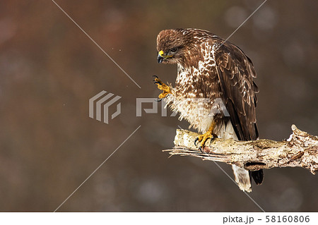 Common buzzard scratching and cleaning feathers while sitting on a bough Common buzzard scratching and cleaning feathers while sitting on a bough 58160806
