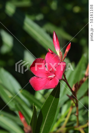 Common oleander Common oleander 58161108