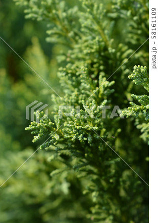 Hinoki cypress Draht Hinoki cypress Draht 58161109