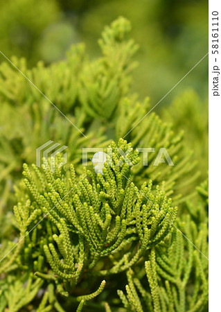 Chinese juniper Kaizuka 58161110