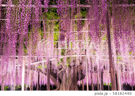 あしかがフラワーパーク 大藤 ライトアップ 栃木県足利市 18年4月の写真素材