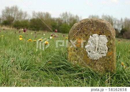 Old meadow boundary marker 58162658