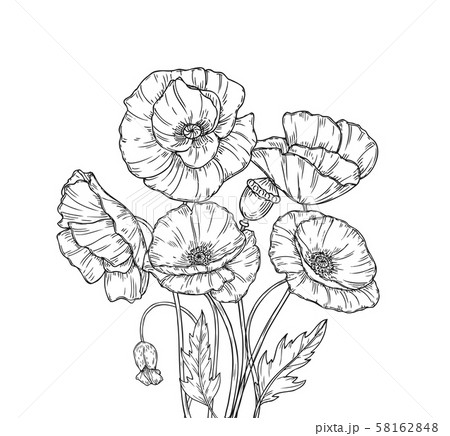 Poppy Bouquet Line Art Poppies Flower Sketch Stock Illustration