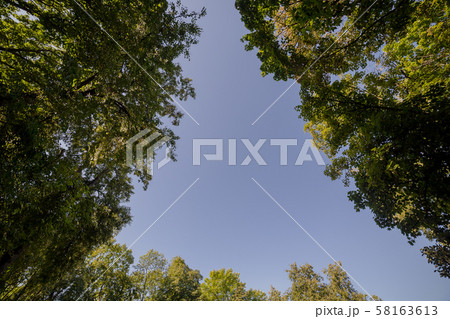 Crowns of trees against the blue sky. Crowns of trees against the blue sky. 58163613
